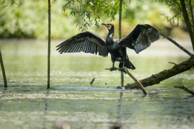 A beautiful view of a black cormorant spreading wings wide open