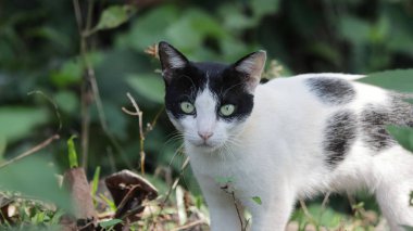 A closeup portrait of a black and white cat looking curiously at the camera