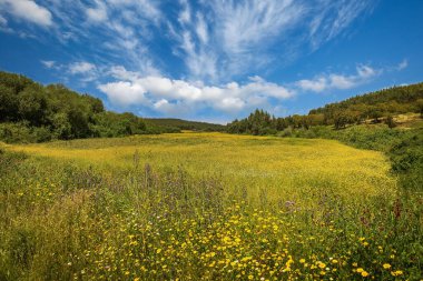 Güneşli bir günde sakin bir kırsal çayır.