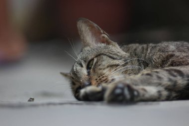 A beautiful shot of a tabby cat laying on a ground