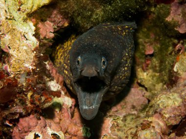 A closeup shot of a Muraena fish