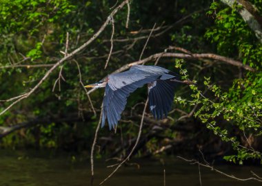 Büyük mavi balıkçıl, Ardea kahramanları suyun üzerinde uçuyor. Seçili odak.