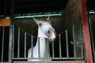 A low angle shot of a beautiful white horse in the cabin