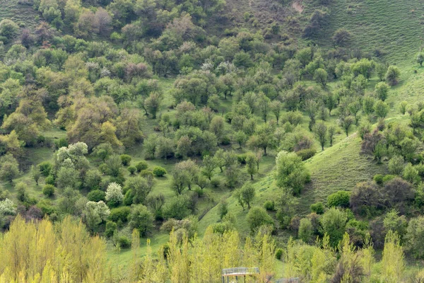 A beautiful shot of green fruit trees with yellow tall grass on a sunny day in a Wild fruit forest
