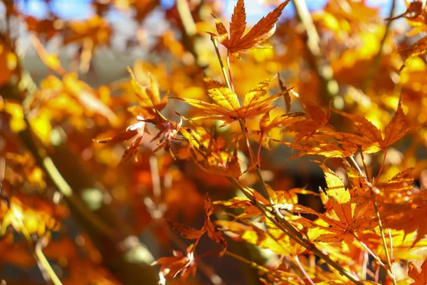 秋には黄色のカエデの葉がいっぱい — ストック写真