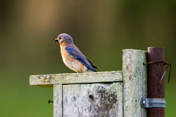 Closeup Eastern Bluebird Sialia Sialis Perched Wooden Birdhouse Shallow Focus — Stock Photo, Image