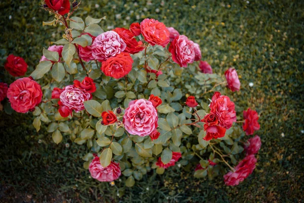 Vacker Bild Rosa Trädgårdsrosor Skog Dagen — Stockfoto