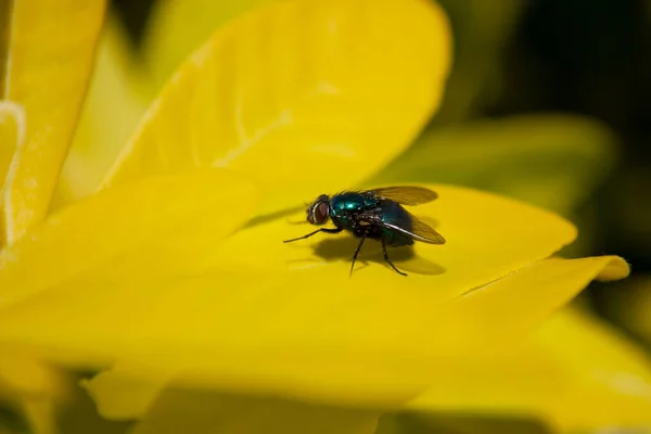 Bluebottle Fly Sits Yellow Leaf Garden Sunshine — Fotografia de Stock