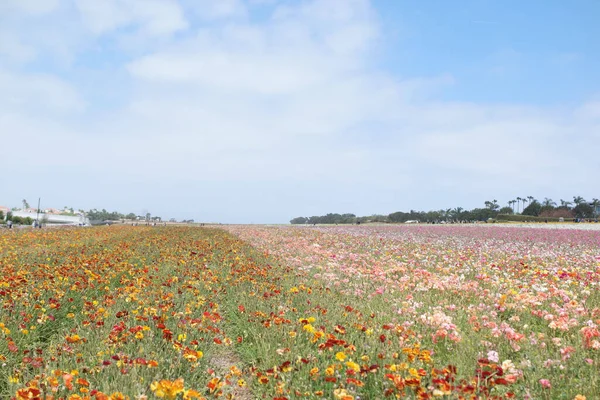 Mavi bir gökyüzünün arka planında güzel bir çiçek tarlası manzarası