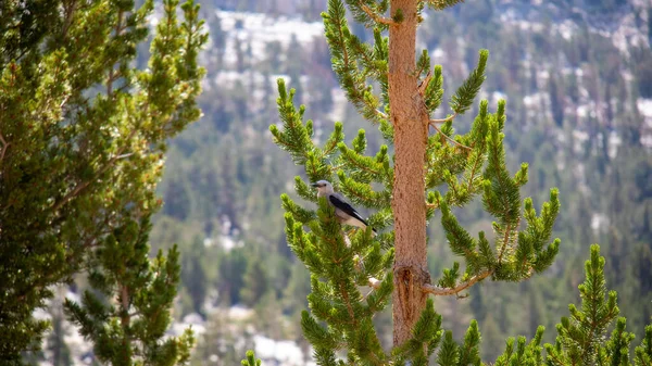 Clark Nutcracker Bird Tree Branch Blurred Background John Muir Trail — Stock Photo, Image