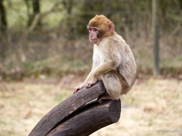 Opice Rhesus Sedící Dřevěné Větvi Rozmazaném Pozadí — Stock fotografie