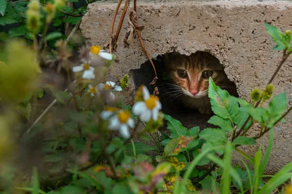 Closeup Orange Cat Hole — Stock Photo, Image