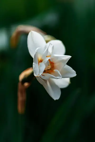 Vertical Closeup Shot White Blooming Daffodil — Stok fotoğraf