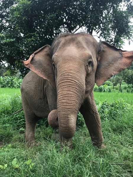 Coupe Amusant Éléphant Sumatra Saluant Tout Monde Sur Son Chemin — Photo