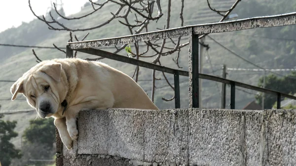 Schöne Aufnahme Eines Labrador Retriever Hundes Der Über Ein Balkongeländer — Stockfoto