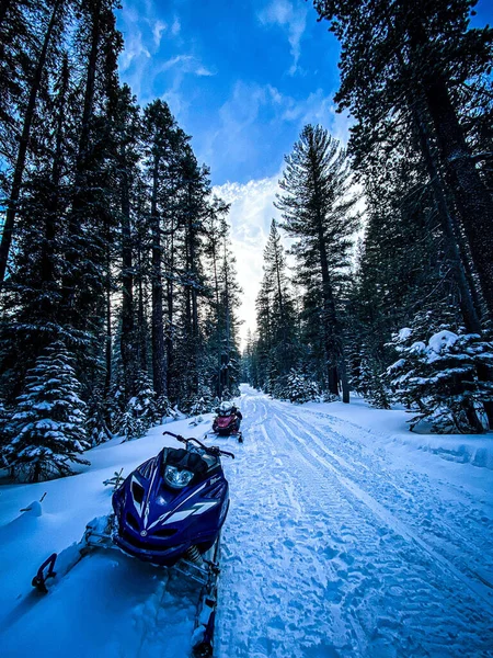 Vertical Shot Two Snowmobiles Snowy Trail Forest Mammoth Mountain — Zdjęcie stockowe