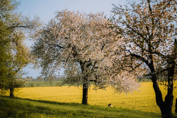 公園内に咲く桜 — ストック写真