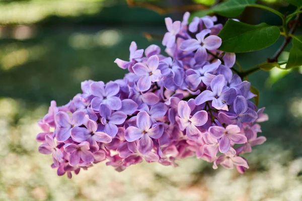 Closeup Branch Beautiful Purple Lilac Flowers Sunlight — Stockfoto