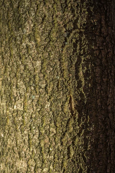 Vertical Shot Tree Bark Sunlight — Foto de Stock