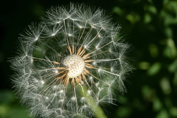 Closeup Dandelion Taraxacum —  Fotos de Stock