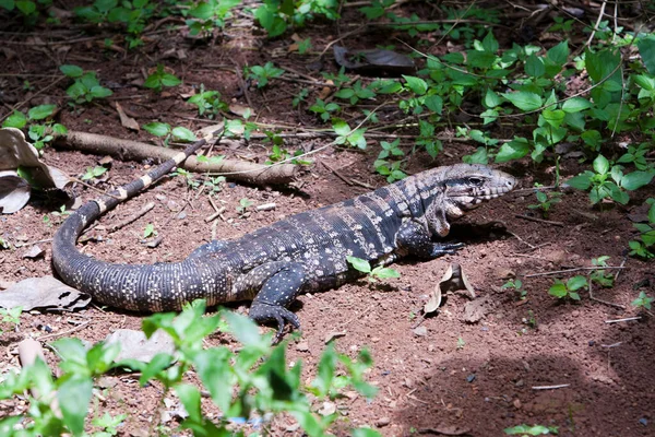 Gold Tegu Reptile Forest Floor — Stock Photo, Image