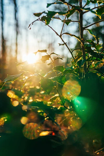 A vertical closeup shot of sun rays shining on plants in a forest
