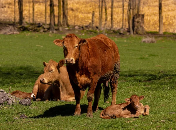 Limousin Breed Cattles Resting Grazing Field — Foto de Stock