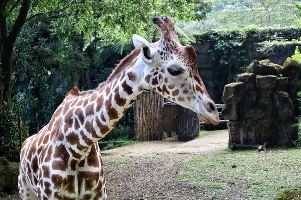 A portrait of the girrafe in the zoo