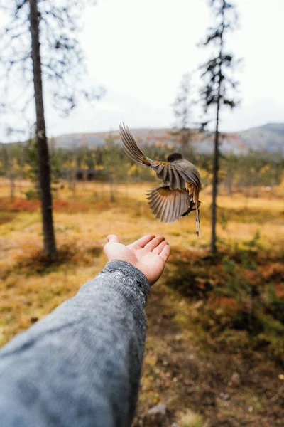 Siberian Jay taking of from an extended hand in Finnish Lapland during autumn color