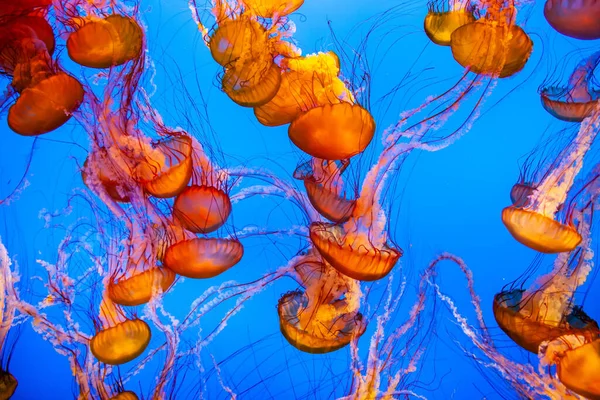 Uma Bela Foto Medusas Fundo Azul Perfeito Para Papéis Parede — Fotografia de Stock