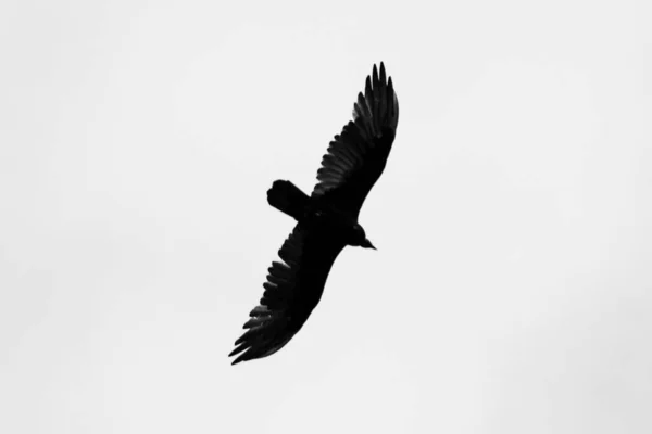 白鹰白天在晴朗的天空中低角拍摄的鹰的照片 — 图库照片