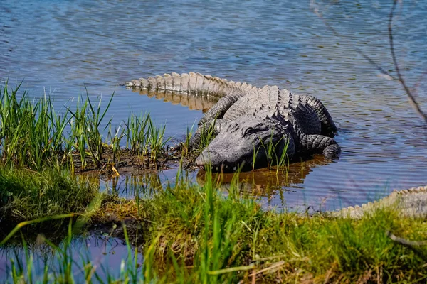 Closeup Shot American Alligator Grass Lake — Stock Photo, Image