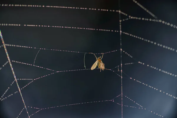 一只飞行中的小昆虫似乎正在蜘蛛的网上放松 — 图库照片