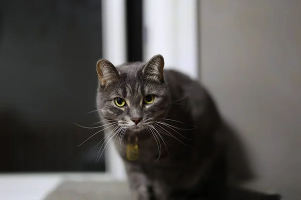 Closeup Cute Dark Gray Tabby Cat Looking Camera — Stock Photo, Image