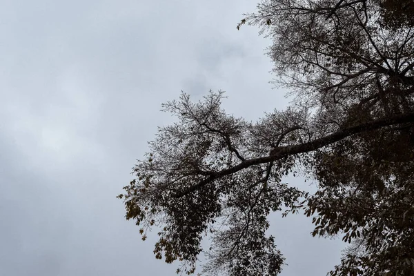 Low Angle Tree Gloomy Autumn Day — 스톡 사진