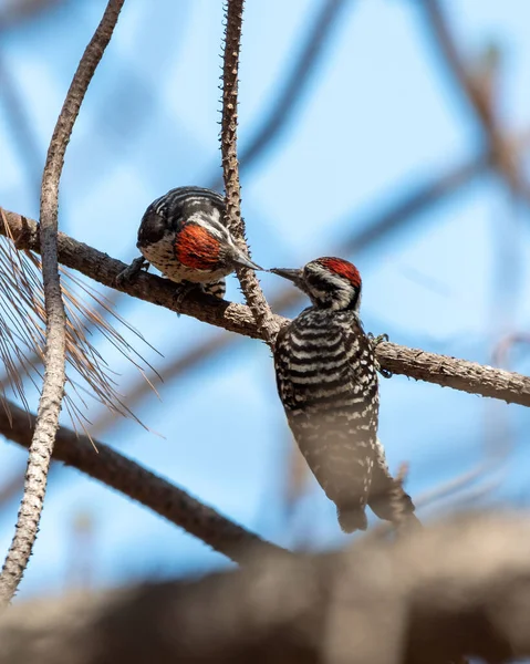 A selective of white-backed woodpeckers (Dendrocopos leucotos) on a branch