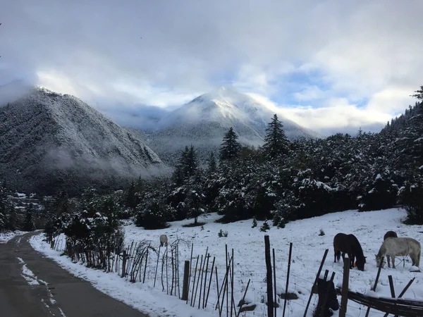 Una Vista Panorámica Caballos Pastando Contra Bosque Montañas Cubiertas Nieve — Foto de Stock