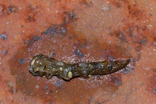 Wiesel Mustela Nivalis Frischer Kot Auf Rostigem Blech — Stockfoto