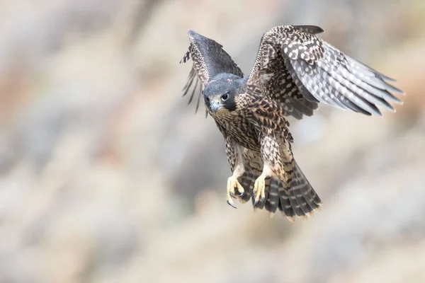 Scenic Shallow Focus Peregrine Falcon Bird Flight —  Fotos de Stock