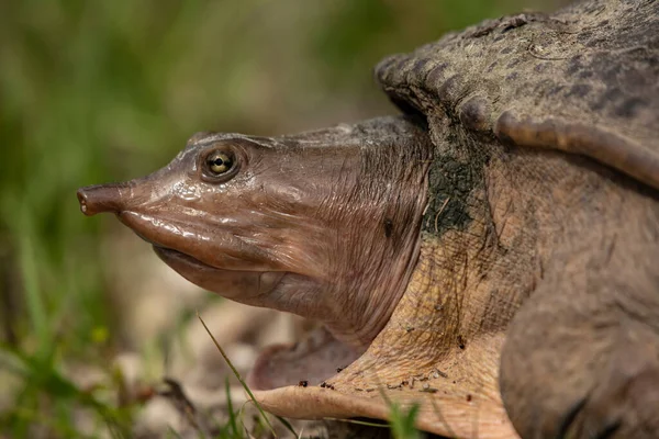 Zbliżenie Ujęcia Żółwia Florydy Rozmytym Tle — Zdjęcie stockowe