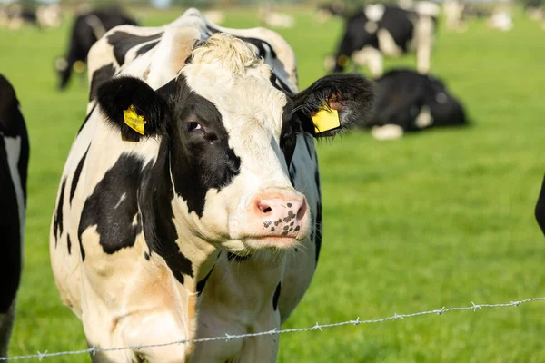 Black White Cows Meadow Sunny Day — Foto de Stock