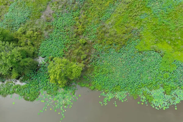 A top view of the water of the Pearl River covered with green moss