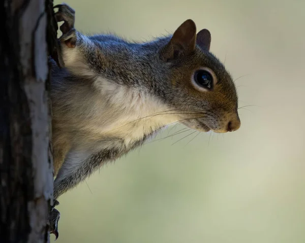 Closeup Adorable Eastern Gray Squirrel Tree Blurred Background —  Fotos de Stock