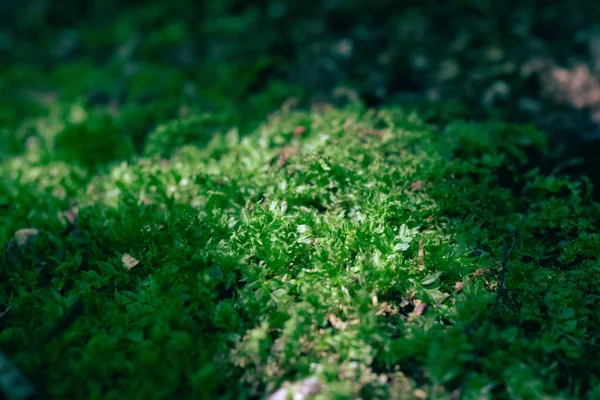 Closeup Green Peat Moss Plants Partially Sunlight — Stock Photo, Image