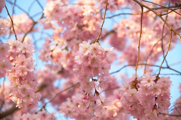 Japanese cherry pink the flowers blue sky sun