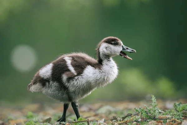 Closeup Tiny Egyptian Goose Walking Ground Covered Green Leaves — Stockfoto