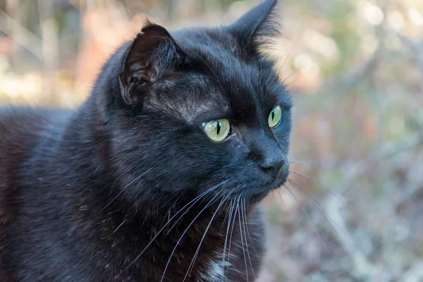 Black Cat Portrait Blurred Background — Photo