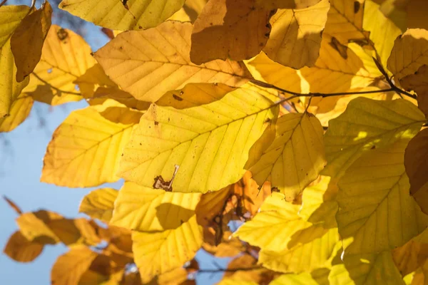 Крупный План Дерева Жёлтыми Листьями — стоковое фото