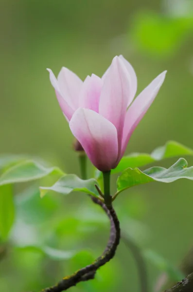 Single Pink Bloom Magnolia Magnolia Tree — Foto de Stock
