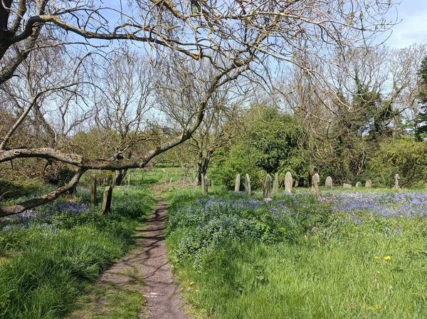 Bluebell Season Cemetery Concept Cycle Life Death Earsdon North Tyneside — Photo